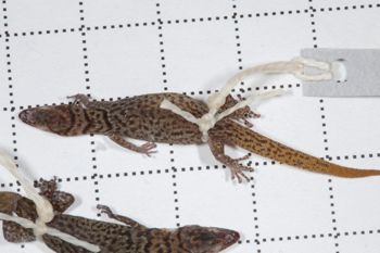 Media type: image;   Herpetology R-189898